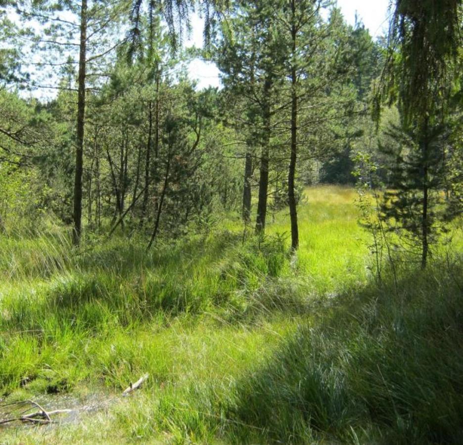 Haus Beate, Fewo Im Bienenparadies Kirchberg  Exteriér fotografie